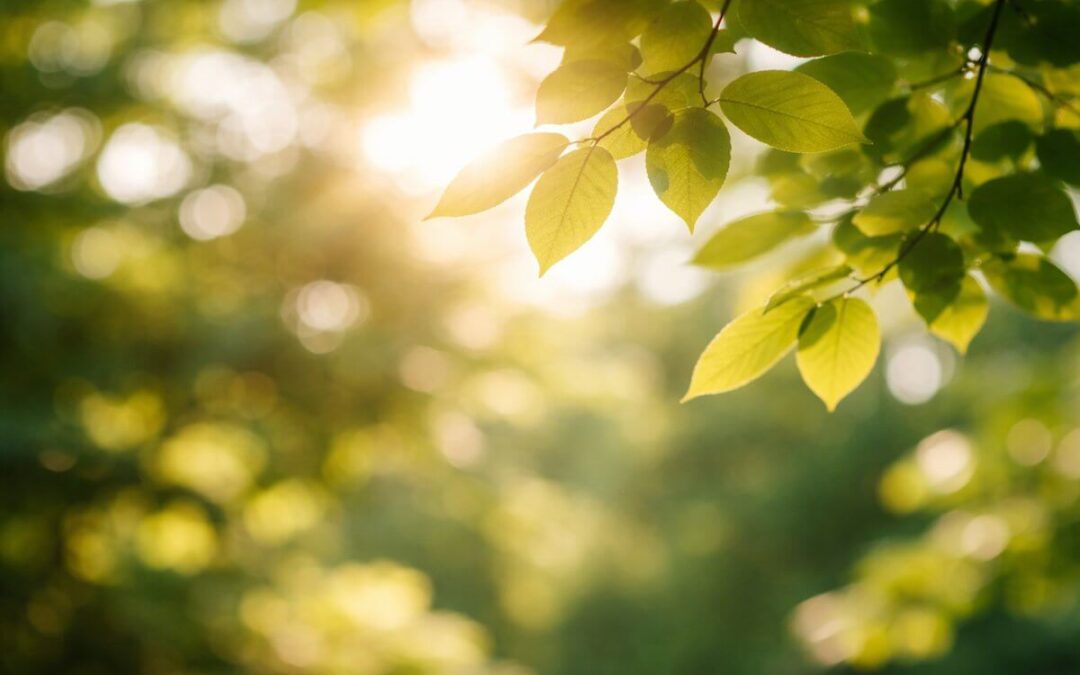 What You Give Your Attention To Grows