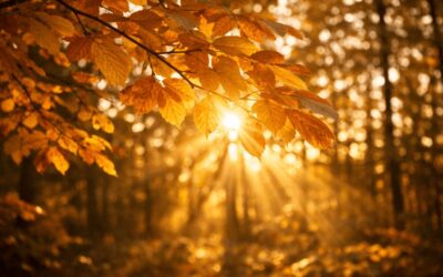 Choosing a Different Response When Old Patterns Rise